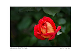 Bernhard Saalfeld - 15 - Rose Rot_800